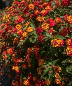 Fast Growing Trees Deer Resistant Plants Shazam Lantana 7 Fast Growing Trees Deer Resistant Plants Shazam Lantana