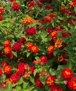 Fast Growing Trees Deer Resistant Plants Shazam Lantana