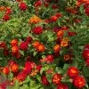 Fast Growing Trees Deer Resistant Plants Shazam Lantana 2 Fast Growing Trees Deer Resistant Plants Shazam Lantana