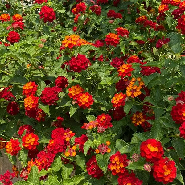 Fast Growing Trees Deer Resistant Plants Shazam Lantana 3 Fast Growing Trees Deer Resistant Plants Shazam Lantana