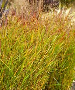 Fast Growing Trees Shenandoah Switch Grass