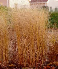 Fast Growing Trees Shenandoah Switch Grass 9 Fast Growing Trees Shenandoah Switch Grass