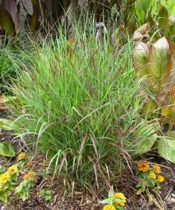 Fast Growing Trees Shenandoah Switch Grass 8 Fast Growing Trees Shenandoah Switch Grass