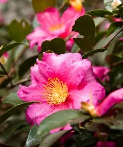 Fast Growing Trees Camellia 'Shi-Shi Gashira' Shrub Camellia Shrubs