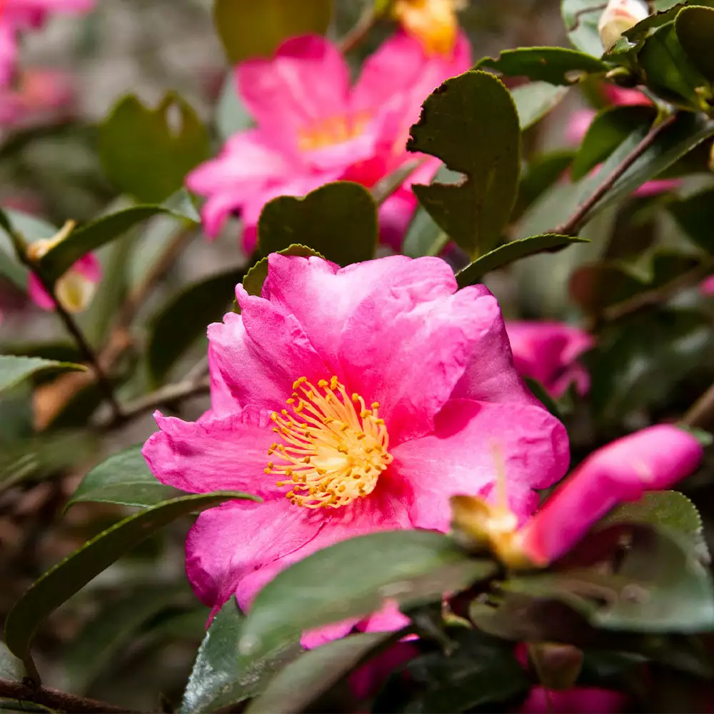 Fast Growing Trees Camellia 'Shi-Shi Gashira' Shrub Camellia Shrubs 4 Fast Growing Trees Camellia 'Shi-Shi Gashira' Shrub Camellia Shrubs