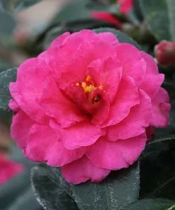 Fast Growing Trees Camellia 'Shi-Shi Gashira' Shrub Camellia Shrubs 10 Fast Growing Trees Camellia 'Shi-Shi Gashira' Shrub Camellia Shrubs