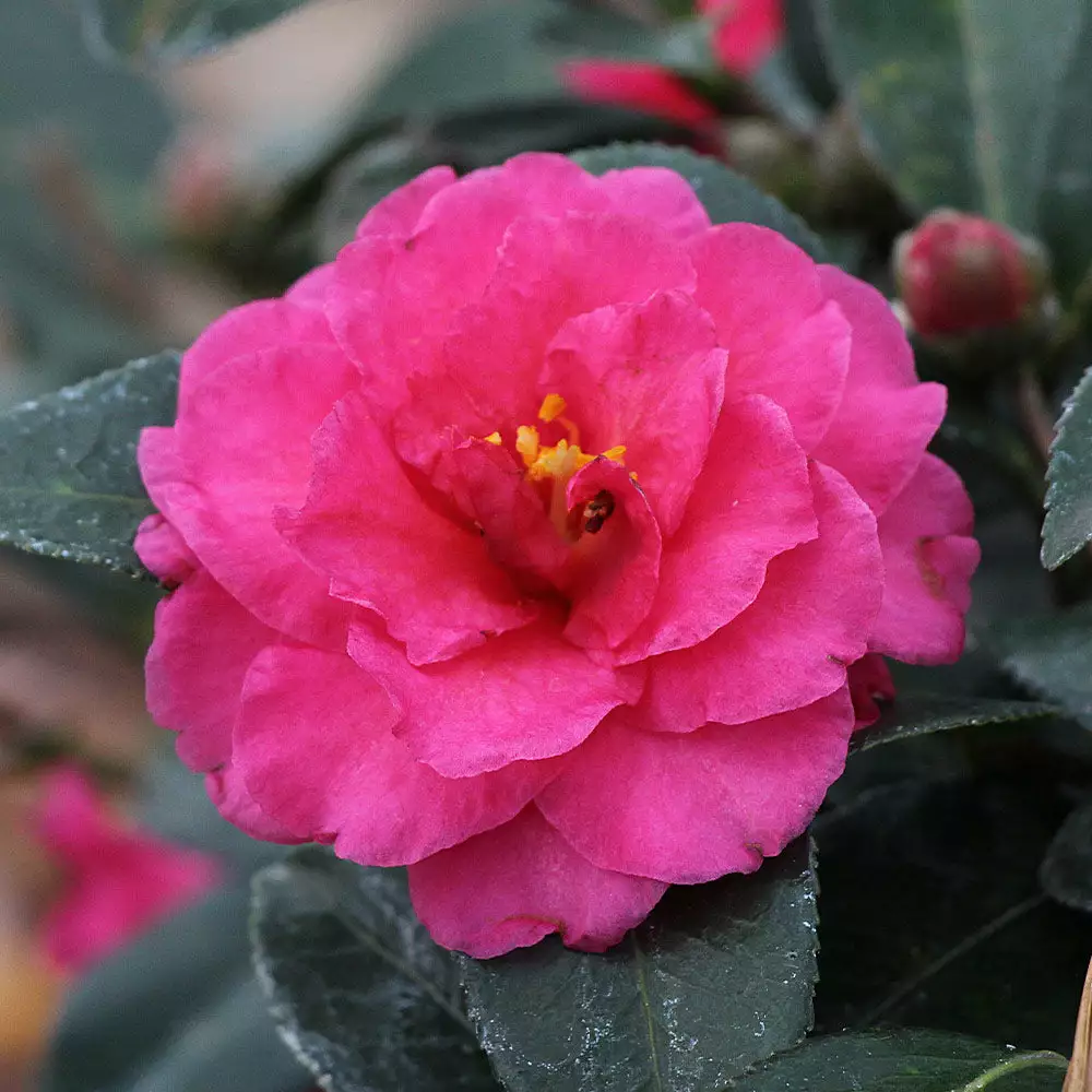 Fast Growing Trees Camellia 'Shi-Shi Gashira' Shrub Camellia Shrubs 6 Fast Growing Trees Camellia 'Shi-Shi Gashira' Shrub Camellia Shrubs