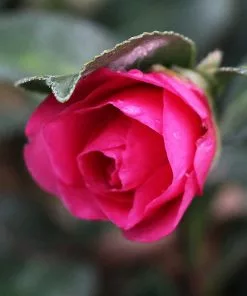 Fast Growing Trees Camellia 'Shi-Shi Gashira' Shrub Camellia Shrubs 11 Fast Growing Trees Camellia 'Shi-Shi Gashira' Shrub Camellia Shrubs