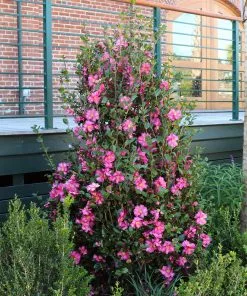 Fast Growing Trees Camellia 'Shi-Shi Gashira' Shrub Camellia Shrubs 9 Fast Growing Trees Camellia 'Shi-Shi Gashira' Shrub Camellia Shrubs