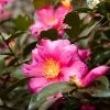 Fast Growing Trees Camellia 'Shi-Shi Gashira' Shrub Camellia Shrubs 1 Fast Growing Trees Camellia 'Shi-Shi Gashira' Shrub Camellia Shrubs