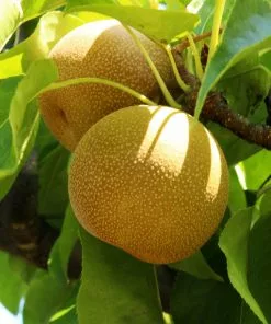 Fast Growing Trees Shinseiki Asian Pear Pear Trees 9 Fast Growing Trees Shinseiki Asian Pear Pear Trees