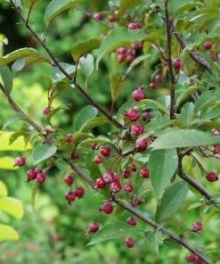 Fast Growing Trees Show Time™ Crabapple Tree 9 Fast Growing Trees Show Time™ Crabapple Tree