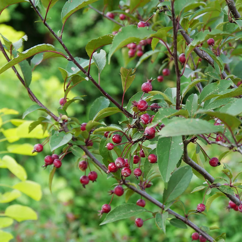 Fast Growing Trees Show Time™ Crabapple Tree 5 Fast Growing Trees Show Time™ Crabapple Tree