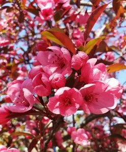 Fast Growing Trees Show Time™ Crabapple Tree