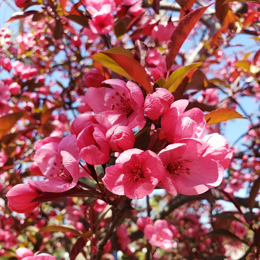 Fast Growing Trees Show Time™ Crabapple Tree 4 Fast Growing Trees Show Time™ Crabapple Tree