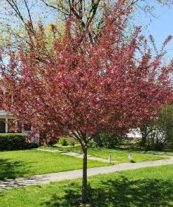 Fast Growing Trees Show Time™ Crabapple Tree 10 Fast Growing Trees Show Time™ Crabapple Tree