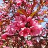 Fast Growing Trees Show Time™ Crabapple Tree 2 Fast Growing Trees Show Time™ Crabapple Tree