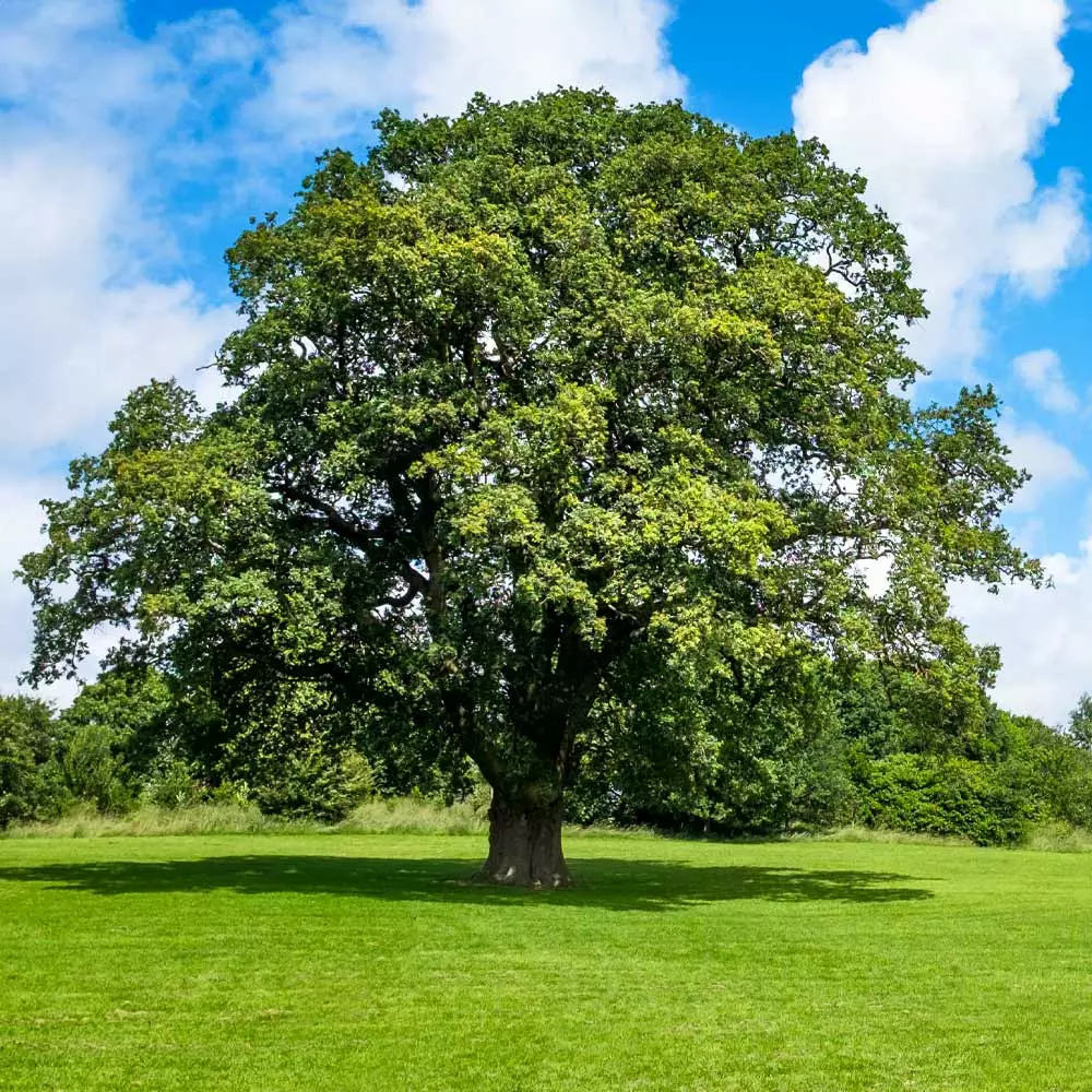 Fast Growing Trees Oak Trees Shumard Oak Tree 4 Fast Growing Trees Oak Trees Shumard Oak Tree