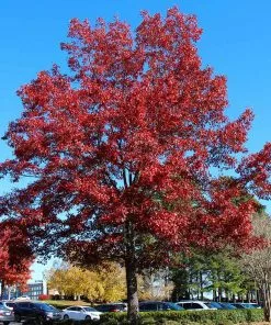 Fast Growing Trees Oak Trees Shumard Oak Tree 8 Fast Growing Trees Oak Trees Shumard Oak Tree