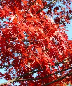 Fast Growing Trees Oak Trees Shumard Oak Tree 9 Fast Growing Trees Oak Trees Shumard Oak Tree