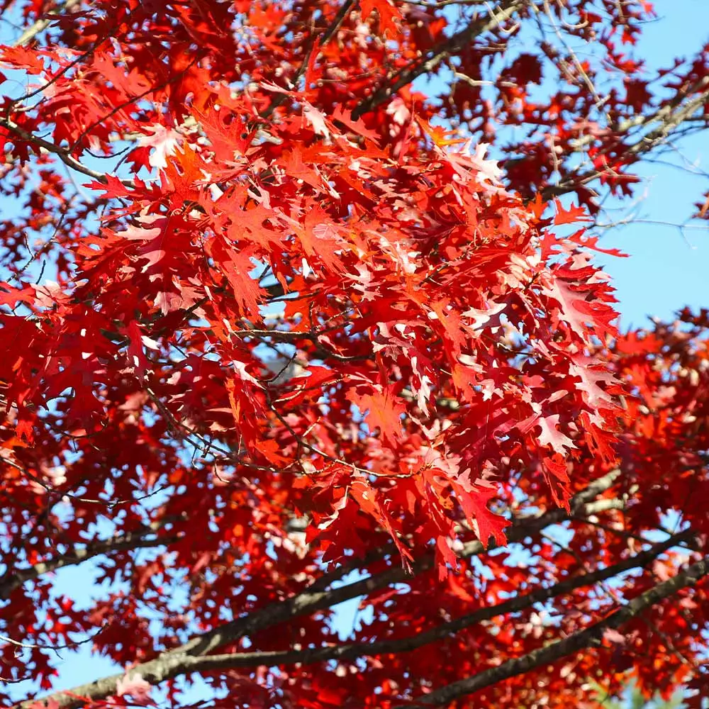 Fast Growing Trees Oak Trees Shumard Oak Tree 6 Fast Growing Trees Oak Trees Shumard Oak Tree