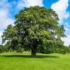 Fast Growing Trees Oak Trees Shumard Oak Tree 1 Fast Growing Trees Oak Trees Shumard Oak Tree