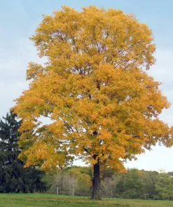 Fast Growing Trees Silver Maple Tree