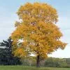 Fast Growing Trees Silver Maple Tree 1 Fast Growing Trees Silver Maple Tree