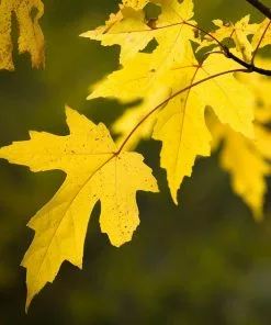 Fast Growing Trees Silver Maple Tree 9 Fast Growing Trees Silver Maple Tree