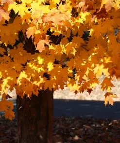Fast Growing Trees Silver Maple Tree 10 Fast Growing Trees Silver Maple Tree
