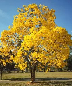 Fast Growing Trees Yellow Trumpet Tree