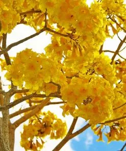 Fast Growing Trees Yellow Trumpet Tree 9 Fast Growing Trees Yellow Trumpet Tree