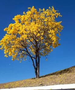Fast Growing Trees Yellow Trumpet Tree 10 Fast Growing Trees Yellow Trumpet Tree
