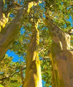 Fast Growing Trees Sioux Crape Myrtle Crape Myrtles 12 Fast Growing Trees Sioux Crape Myrtle Crape Myrtles