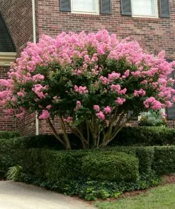Fast Growing Trees Sioux Crape Myrtle Crape Myrtles 11 Fast Growing Trees Sioux Crape Myrtle Crape Myrtles
