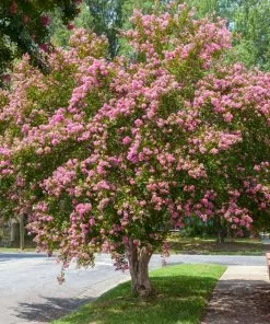 Fast Growing Trees Sioux Crape Myrtle Crape Myrtles