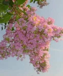 Fast Growing Trees Sioux Crape Myrtle Crape Myrtles 10 Fast Growing Trees Sioux Crape Myrtle Crape Myrtles