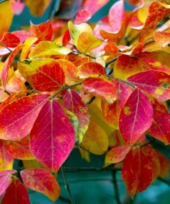 Fast Growing Trees Sioux Crape Myrtle Crape Myrtles 13 Fast Growing Trees Sioux Crape Myrtle Crape Myrtles