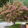 Fast Growing Trees Sioux Crape Myrtle Crape Myrtles 1 Fast Growing Trees Sioux Crape Myrtle Crape Myrtles