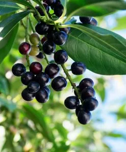 Fast Growing Trees Skip Laurel 10 Fast Growing Trees Skip Laurel