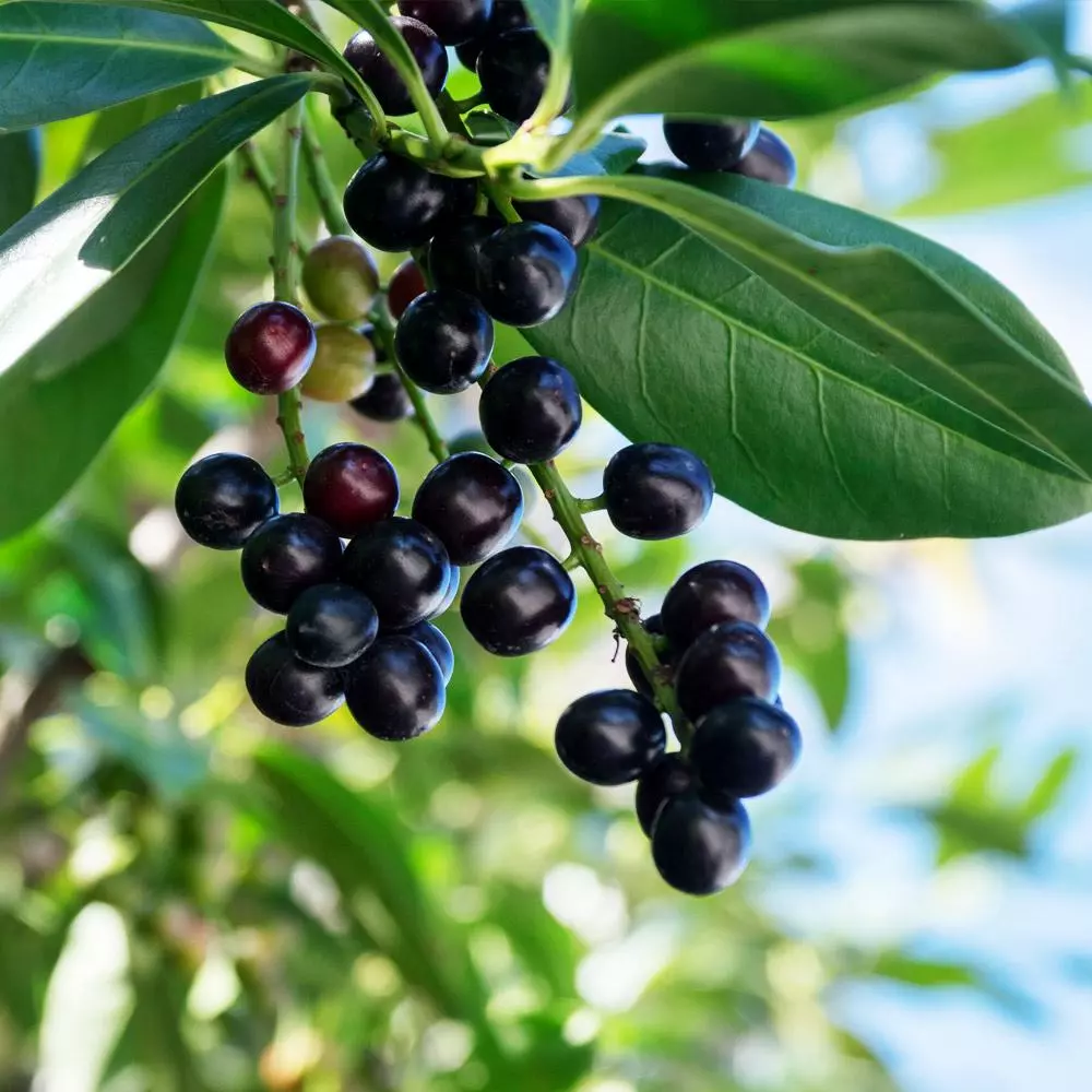 Fast Growing Trees Skip Laurel 6 Fast Growing Trees Skip Laurel