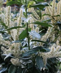 Fast Growing Trees Skip Laurel 9 Fast Growing Trees Skip Laurel