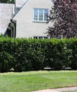 Fast Growing Trees Skip Laurel 11 Fast Growing Trees Skip Laurel