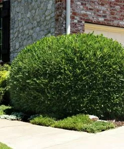 Fast Growing Trees Skip Laurel