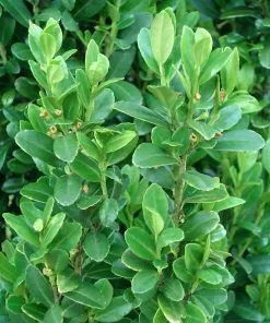 Fast Growing Trees Sky Pencil Holly Tree Holly Trees 10 Fast Growing Trees Sky Pencil Holly Tree Holly Trees