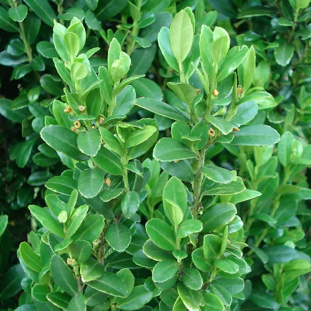 Fast Growing Trees Sky Pencil Holly Tree Holly Trees 6 Fast Growing Trees Sky Pencil Holly Tree Holly Trees