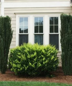 Fast Growing Trees Sky Pencil Holly Tree Holly Trees