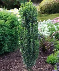 Fast Growing Trees Sky Pencil Holly Tree Holly Trees 9 Fast Growing Trees Sky Pencil Holly Tree Holly Trees