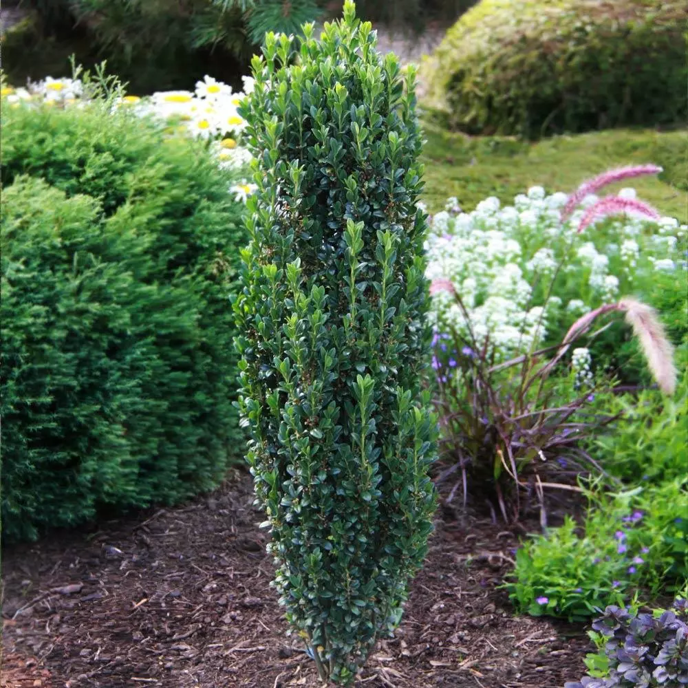 Fast Growing Trees Sky Pencil Holly Tree Holly Trees 5 Fast Growing Trees Sky Pencil Holly Tree Holly Trees