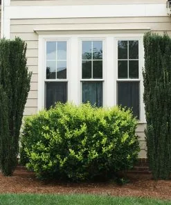 Fast Growing Trees Sky Pencil Holly Tree Holly Trees